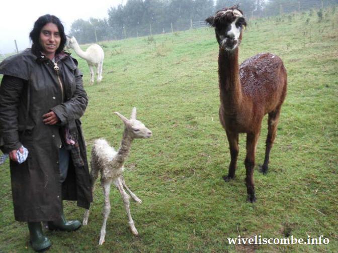 wiveliscombe alpaca farm